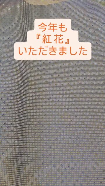 こんにちは☀
本当は今日までWhat?さんでイベントだったんですが、ずっと天気が微妙なのと、体力的にキツくてキャンセルさせていただきました🙇💦
今日は案の定朝起きれなくて、午前中はぐだぐだしながらイベントの片付けをしてました
先週に紅花をもらって、処理できてなかったので現在進行形で花弁をむしってます😂
長い状態(茎あり)でいただいてたんですが、場所をとるのでとりあえず短くカットしてそのままでした😅
発酵と乾燥が進んでて焦りつつ、慎重にむしっております(笑)
気を抜くと、花弁付近のするどい葉が刺さります😫
今年は紅餅は作らずに、贅沢に煮出して使おうと思います✌
作業場のご近所のKさん、いつも紅花とお野菜ありがとうございます🙇
きゅうり美味しかったです🥒✨️
ちなみに、初めてのリール投稿です🤣
#福島県 #塙町 #紅花 #草木染め #870クラフト