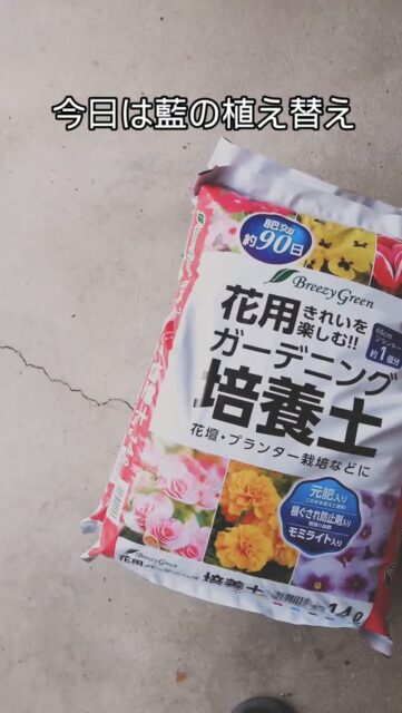 こんにちは!
さっき地元の友達からウーパールーパーのぬいぐるみ画像が送られてきて「誕プレであげるね!」とのこと😭
息子たちのカラーもあって、テンション爆上がりです🤩🤩
ありがたいことに、私の周りの友人は私の趣味に寛容で自分のことのようにグッズをくれます🥲✨
いつもありがとう!!🙏✨✨
今日は藍の植え替えをしました
暑くない時にやらないと!って感じで、買っておいた土をプランターにあけて、大きめの子たちを選抜して植え替えました🌱✨️
本当は1プランターにつき、2株でも良かった気がする😅
30cmぐらい間隔を空けたほうが良いって言われたけど、貧乏性なもんで😂
それでもまだ株余ってます😅
欲しい人いたら、もらってください👋
一応予備軍として控えててもらいます(笑)
#塙町 #草木染め #蓼藍 #植え替え #870クラフト